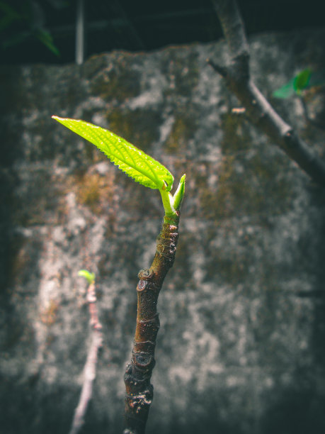 新的叶子图片下载