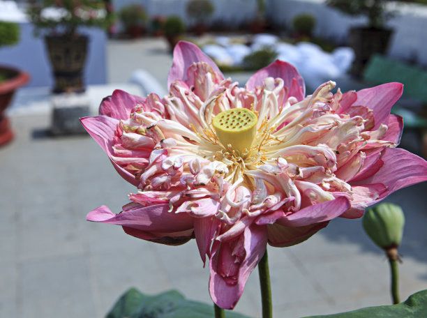 睡莲盛开了图片下载