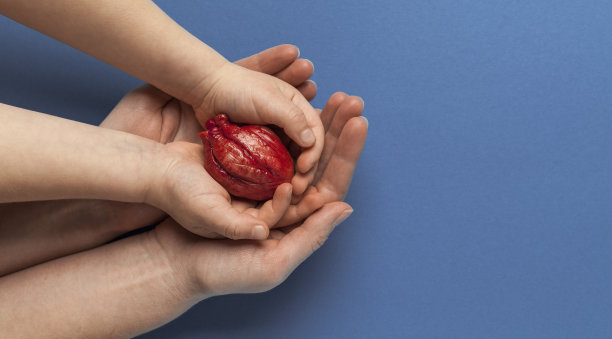 心脏移植，双手握住器官在蓝色背景。冠状动脉手术，器官护理图片下载