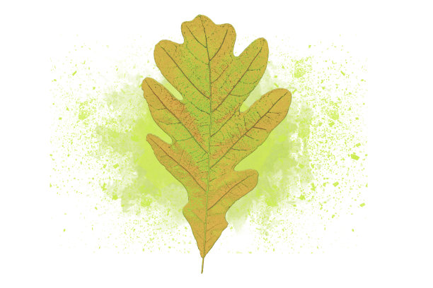 单片程式化的橙色叶子在黄绿色水彩背景上图片下载