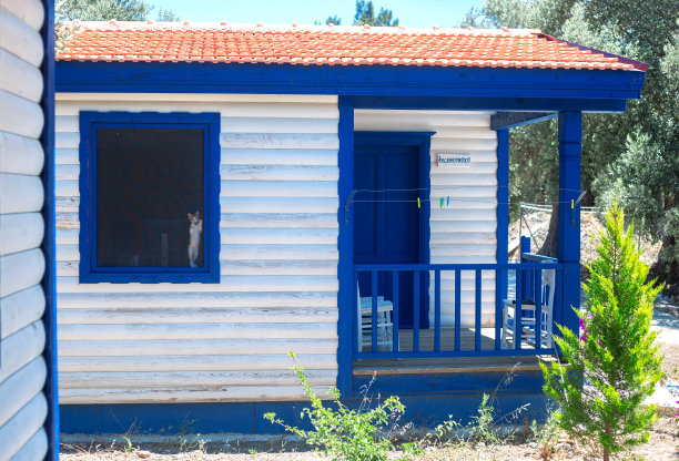 猫正从家里往外看。图片下载