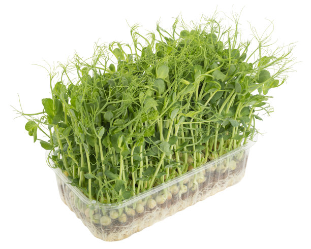 新鲜健康的豌豆微绿芽分离在白色背景图片下载