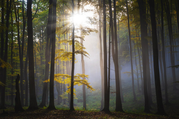 森林景观图片下载