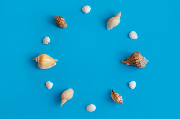 创造性的各种贝壳图案在柔和的蓝色背景与复制空间。夏天平。图片下载