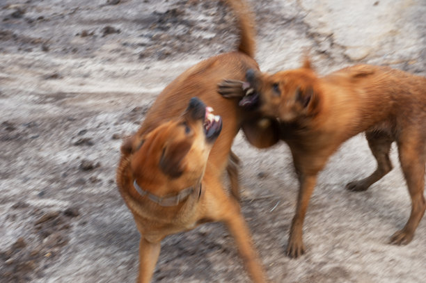 模糊的两只棕色的狗在户外裸露的土地上打架图片下载