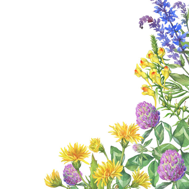 海报、以野花、草药为主的构图。水彩手绘插图孤立的白色背景。图片下载