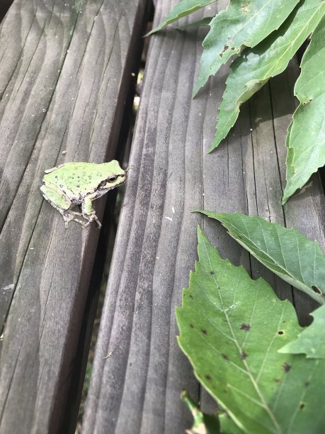 阳台上的青蛙。一只绿色的小树蛙。图片下载