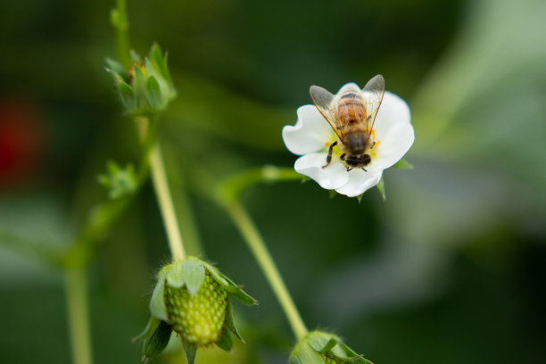草莓开花图片下载