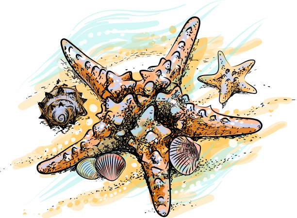 海星和贝壳在夏天的沙滩上图片下载