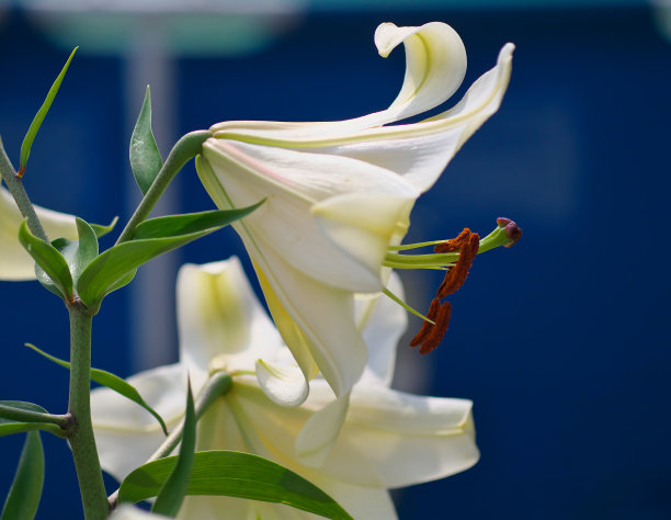 近景桔红黄白百合花在花园床，微距拍摄，雌蕊，雄蕊和花蕾和滴香油。图片下载