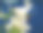 近景桔红黄白百合花在花园床，微距拍摄，雌蕊，雄蕊和花蕾和滴香油。图片下载