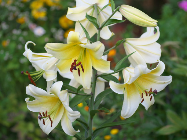 近景桔红黄白百合花在花园床，微距拍摄，雌蕊，雄蕊和花蕾和滴香油。图片下载