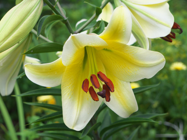 近景桔红黄白百合花在花园床，微距拍摄，雌蕊，雄蕊和花蕾和滴香油。图片下载