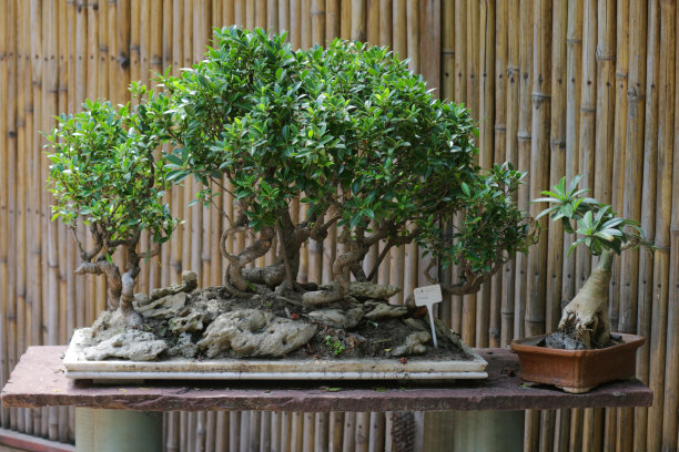 无花果/无花果盆景树群的特写图像被展示在混凝土基座/看台上，后院被改造成一个日本花园，背景是竹篱图片下载