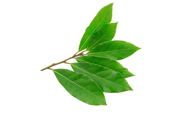 绿色的柑橘叶，树枝上长着橙色的叶子图片下载