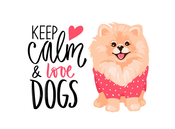 博美犬幼犬被隔离在白色背景上。图片下载