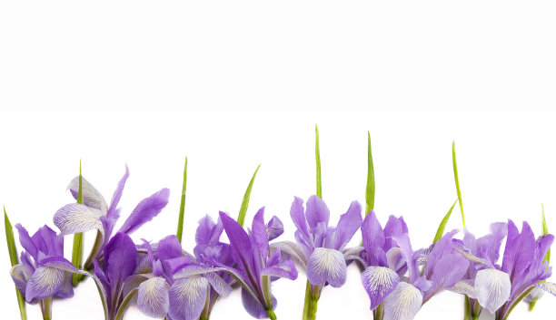 西伯利亚鸢尾花春夏紫色和蓝色的花图片下载