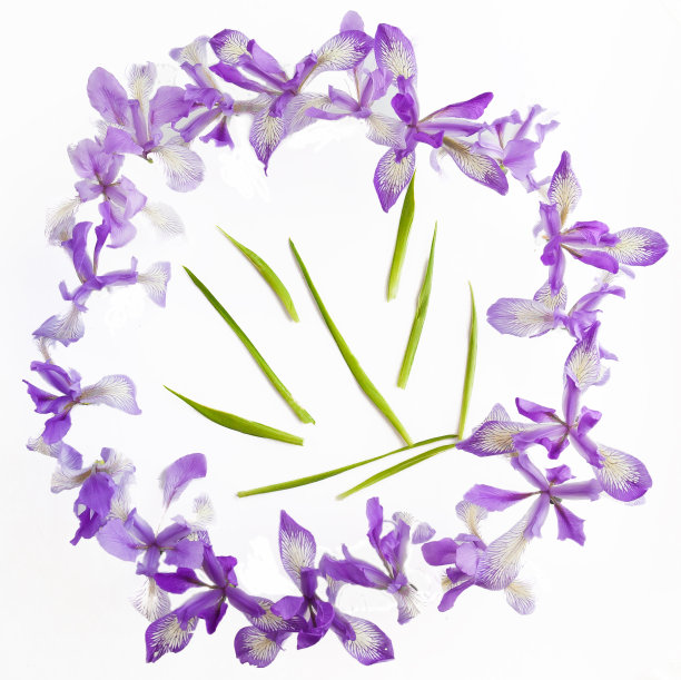 西伯利亚鸢尾花春夏紫色和蓝色的花图片下载