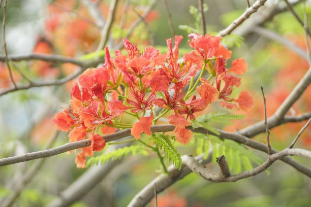 自然照片:夏天，盛开的凤凰花(越南)图片下载