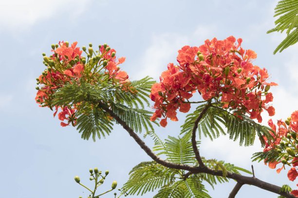 自然照片:夏天，盛开的凤凰花(越南)图片下载
