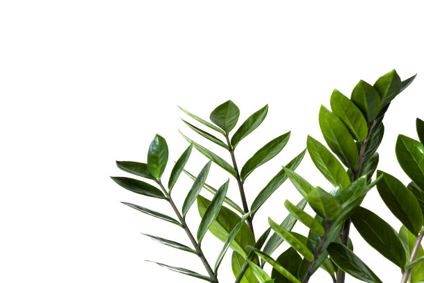 室内植物Zamioculcas在白色背景图片下载