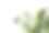 室内植物Zamioculcas在白色背景图片下载