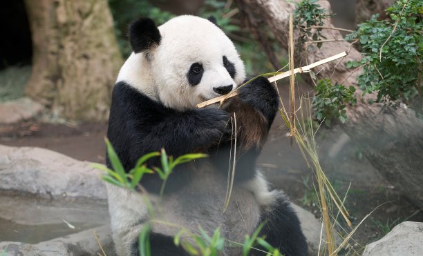 一只吃芦苇的小熊猫图片下载