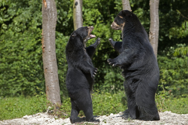 眼镜熊，双后腿站立，威胁性姿势图片下载