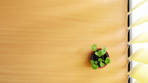 小天竺葵盆栽在桌子上图片下载