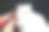 猫梳理。长发，猫的发型。宠物护理图片下载