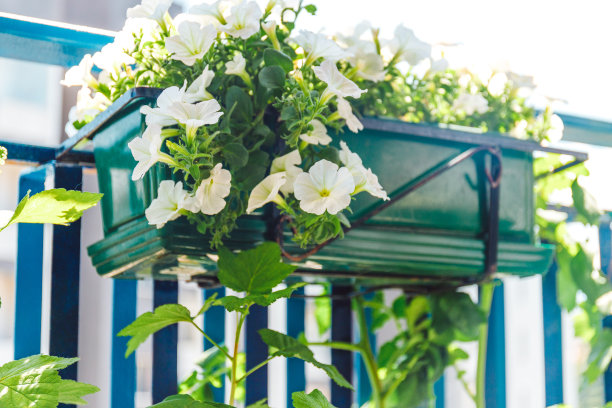 彩色的矮牵牛花阳台在美丽的风格在白色的背景。家居装饰设计。的墙纸。夏天的背景。春天的花。古董花卡。夏天的绿色花园。图片下载