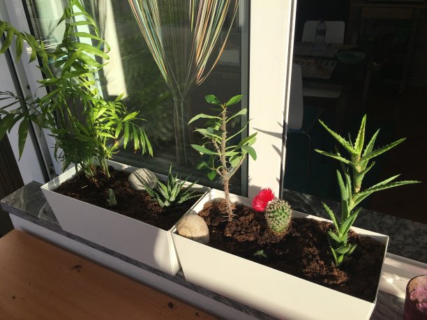 仙人掌图片下载