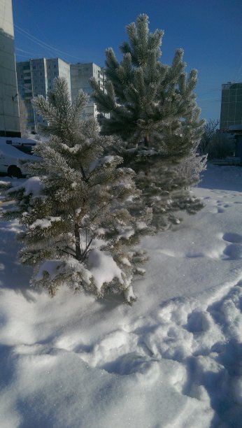 雪冷杉图片下载