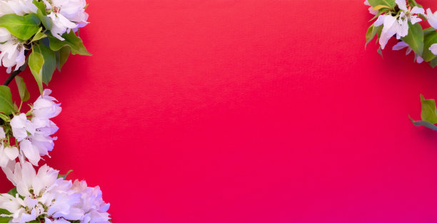 苹果树开花枝红粉色背景平铺白色花蕾顶视图模板长网页横幅复制空间图片下载