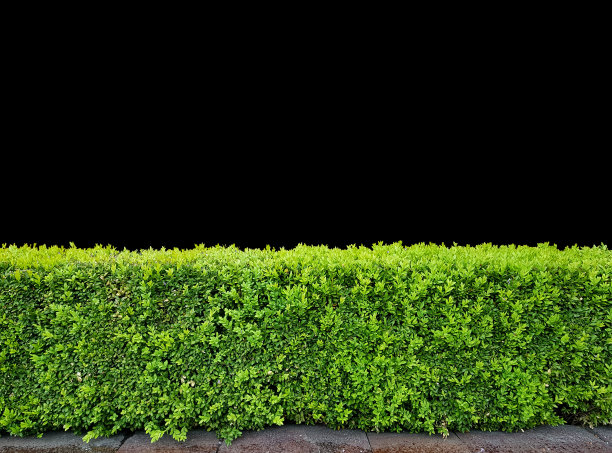 装饰修剪灌木孤立在黑色背景上图片下载