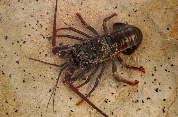 龙虾在清澈的海水里游泳图片下载