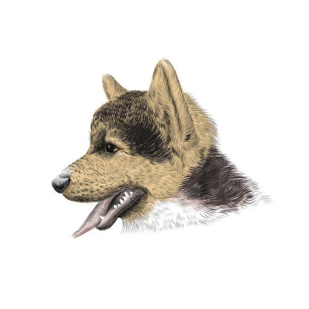 彭布罗克威尔士柯基三色小狗，一种牧牛犬品种。宠物肖像，特写素描。矢量图图片下载