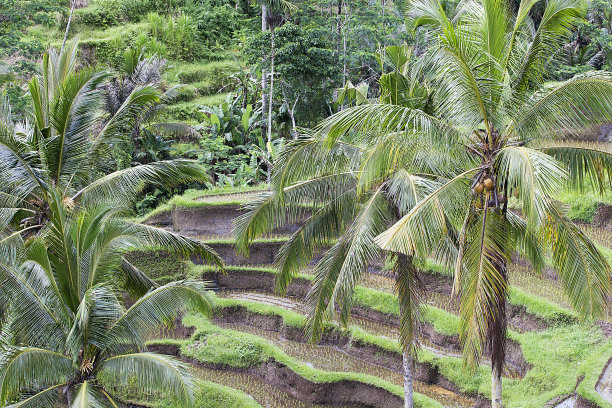 巴厘岛乌布的棕榈树和水稻梯田图片下载