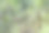 巴厘岛乌布的棕榈树和水稻梯田图片下载