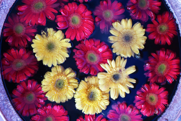 红色和黄色的非洲菊头漂浮在釉面陶土水盆盘uruli /urli，东方日本花园水盆碗，高架景观图片下载