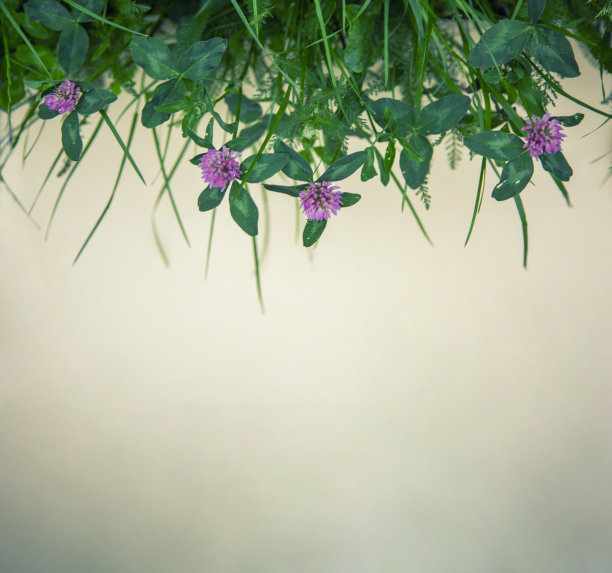 红三叶草背景图片下载