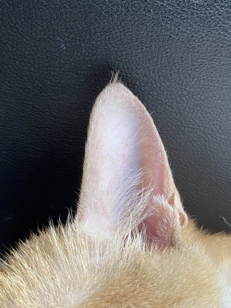 猫的耳朵图片下载