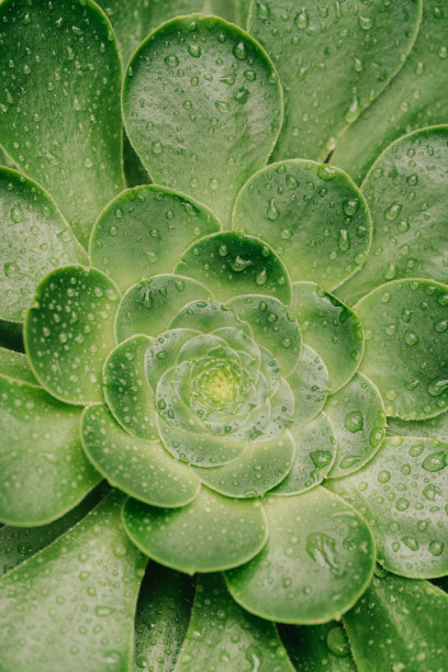 有雨滴的肉质植物图片下载