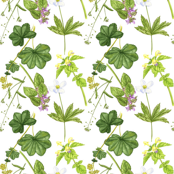 无缝模式与野生植物和花卉图片下载