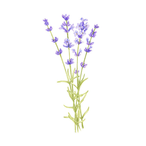 带有野生植物和鲜花的花束图片下载