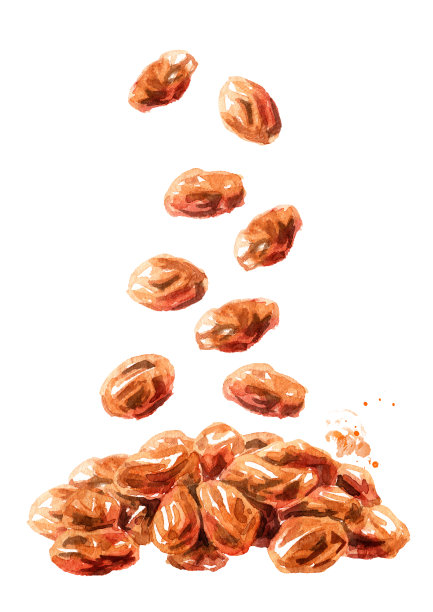 落下来的干红葡萄干。手绘水彩插图孤立的白色背景图片下载