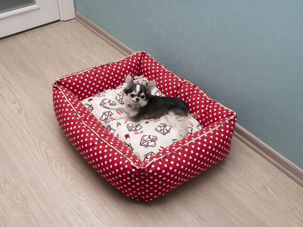 床上的吉娃娃狗图片下载