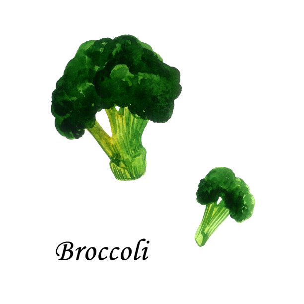 绿色西兰花-健康蔬菜收集。在白色背景上孤立的元素。图片下载