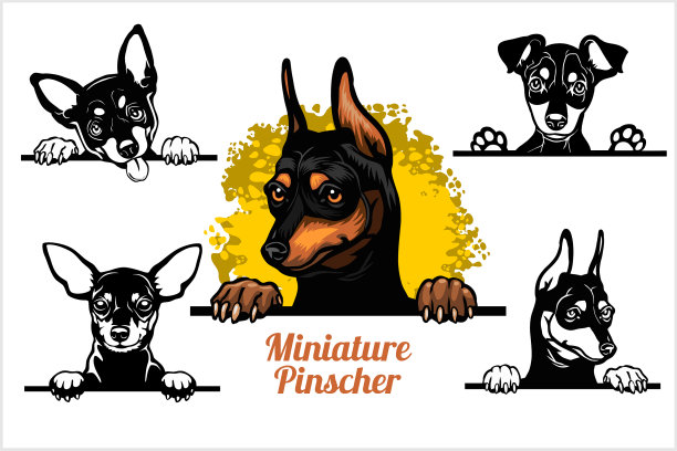 微型犬目集犬图片下载