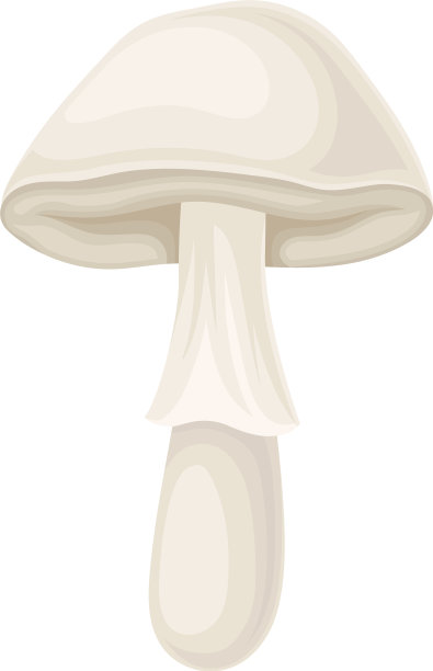 真实的蘑菇孤立在白色的背景图片下载